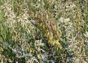 Mt. diablo milkvetch(Astragalus oxyphysus)