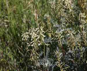 Mt. diablo milkvetch(Astragalus oxyphysus)