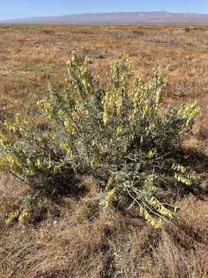 Mt. diablo milkvetch(Astragalus oxyphysus)