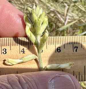 Mt. diablo milkvetch(Astragalus oxyphysus)