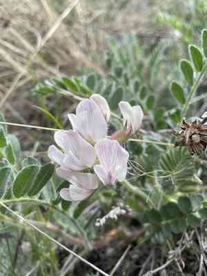 Parry's milkvetch(Astragalus parryi)