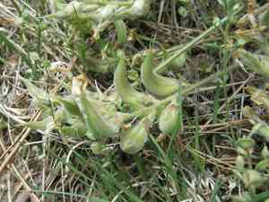 Parry's milkvetch(Astragalus parryi)