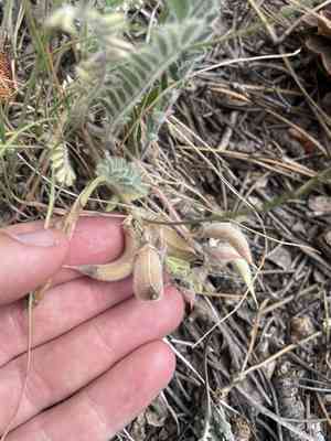 Parry's milkvetch(Astragalus parryi)