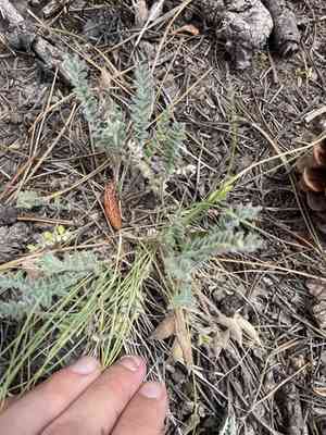 Parry's milkvetch(Astragalus parryi)