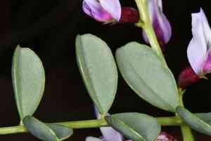 Preuss' milkvetch(Astragalus preussii)