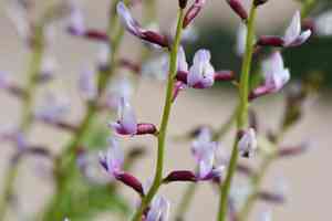 Preuss' milkvetch(Astragalus preussii)