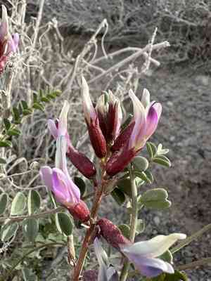 Preuss' milkvetch(Astragalus preussii)