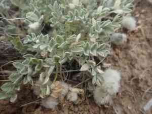 Woollypod milkvetch(Astragalus purshii)