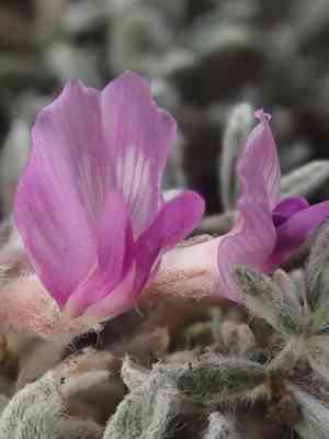 Woollypod milkvetch(Astragalus purshii)