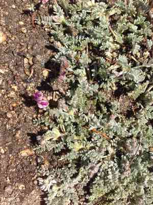 Woollypod milkvetch(Astragalus purshii)