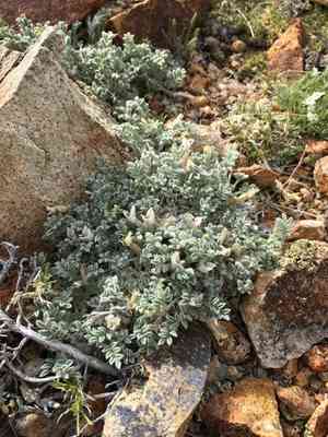 Woollypod milkvetch(Astragalus purshii)