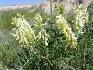 Cream milkvetch(Astragalus racemosus)