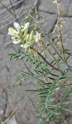 Cream milkvetch(Astragalus racemosus)