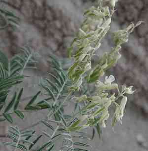 Cream milkvetch(Astragalus racemosus)