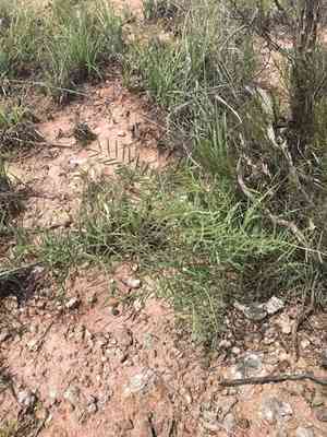 Cream milkvetch(Astragalus racemosus)