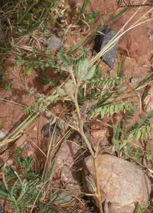 Small-flowered milk vetch(Astragalus sesameus)