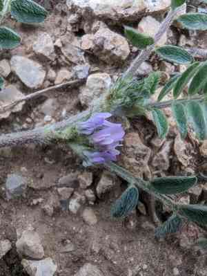 Small-flowered milk vetch(Astragalus sesameus)