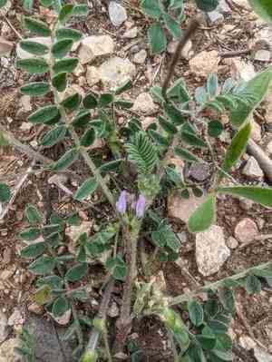 Small-flowered milk vetch(Astragalus sesameus)