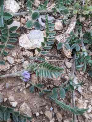 Small-flowered milk vetch(Astragalus sesameus)
