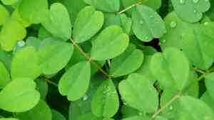 Chinese milk-vetch(Astragalus sinicus)