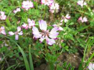 Chinese milk-vetch(Astragalus sinicus)