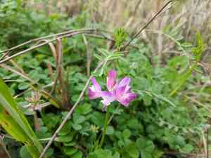Chinese milk-vetch(Astragalus sinicus)