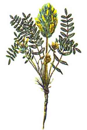 Chinese milk-vetch(Astragalus sinicus)