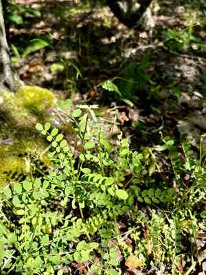 Soxman's milkvetch(Astragalus soxmaniorum)
