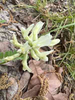 Soxman's milkvetch(Astragalus soxmaniorum)