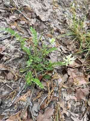 Soxman's milkvetch(Astragalus soxmaniorum)