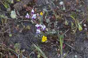 Alkali milkvetch(Astragalus tener)