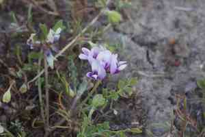 Alkali milkvetch(Astragalus tener)