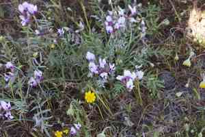 Alkali milkvetch(Astragalus tener)