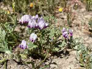 Alkali milkvetch(Astragalus tener)