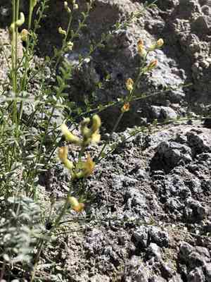 Triplerib milkvetch(Astragalus tricarinatus)