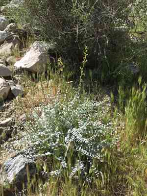 Triplerib milkvetch(Astragalus tricarinatus)