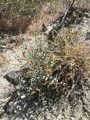 Triplerib milkvetch(Astragalus tricarinatus)