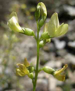 Triplerib milkvetch(Astragalus tricarinatus)