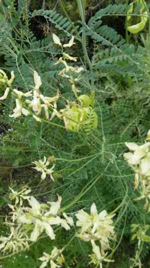 Santa barbara milkvetch(Astragalus trichopodus)