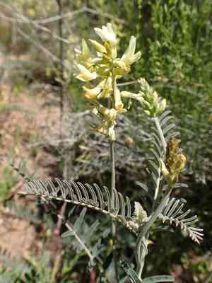 Santa barbara milkvetch(Astragalus trichopodus)