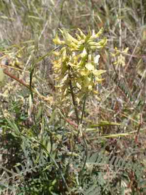 Santa barbara milkvetch(Astragalus trichopodus)