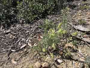 Santa barbara milkvetch(Astragalus trichopodus)