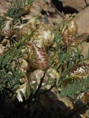 Balloon milkvetch(Astragalus whitneyi)