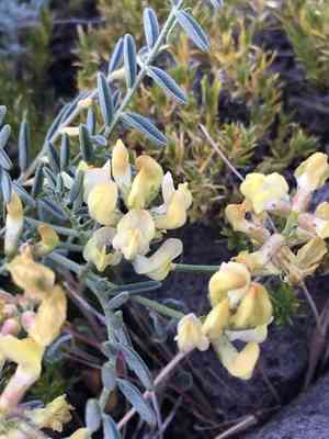 Balloon milkvetch(Astragalus whitneyi)