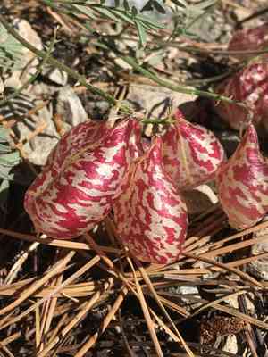 Balloon milkvetch(Astragalus whitneyi)