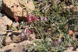 Balloon milkvetch(Astragalus whitneyi)
