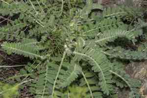 Milkvetch (Astragalus)(Astragalus)