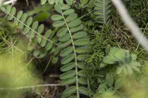 Milkvetch (Astragalus)(Astragalus)