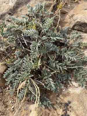 Milkvetch (Astragalus)(Astragalus)