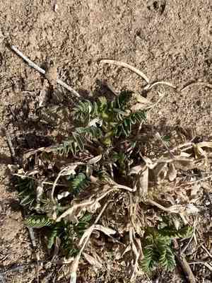 Milkvetch (Astragalus)(Astragalus)